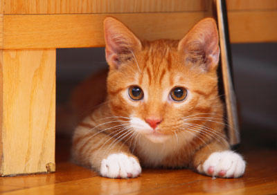 Katze Bewertung Katze Bewertung