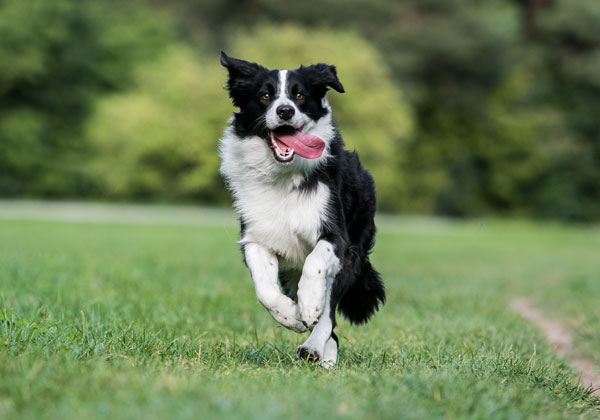 kundenrezension-border-collie kundenrezension-border-collie